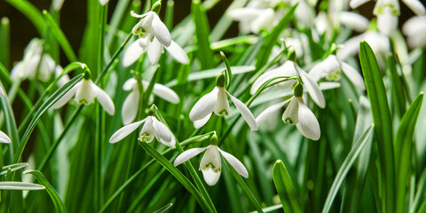 Obraz premium Closeup of white snowdrop flower or galanthus nivalis blossoming in nature during spring. Bulbous, perennial and herbaceous plant from the amaryllidaceae species thriving in a green garden outdoors