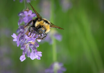 Bumble bee collecting pollen from lavender flowers