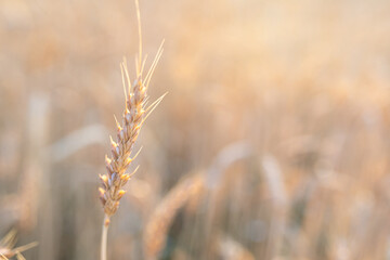 Fototapeta premium A straight ripe ear of wheat against the background of a blurred agricultural field. The concept of the harvest. Selective focus