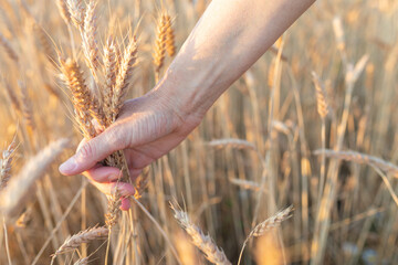 Ears of ripe wheat in the hands of an elderly woman for design on the theme of agriculture, agriculture