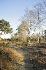 Fototapeta na wymiar Landscape of a secret and mysterious pathway in the countryside leading to a magical forest where adventure awaits. Quiet scenery with a hidden path surrounded by trees, shrubs and grass in Denmark