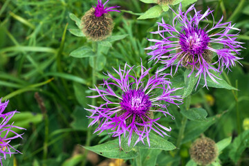 Centaurea Montana - Mountain Cornflower or Mountain Bluet Wildflower on a Meadow in Julian Alps Slovenia