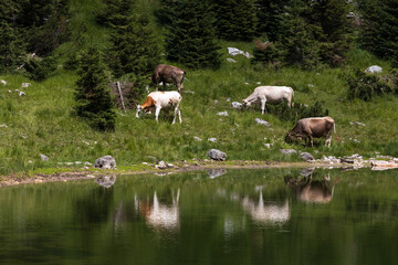 Dairy Cows on Free Range Pasture in Julian Alps near an Alpine Lake - Duplje Lake Julian Alps...
