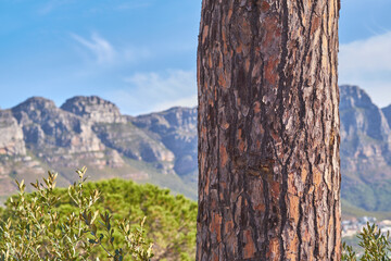 Fototapeta na wymiar A landscape view of Table Mountain and surroundings during day in summer. Closeup on a tree trunk with the scenery of nature and mountains in a popular tourist town. .Natural landmark in scenic place