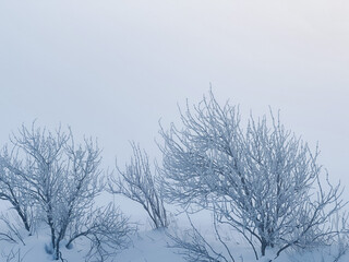 Fototapeta na wymiar A tree frozen in the fog