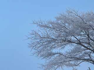 Frozen trees and blue sky