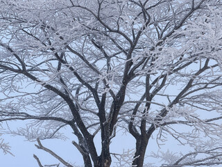 Fototapeta na wymiar Frozen trees and the winter sky