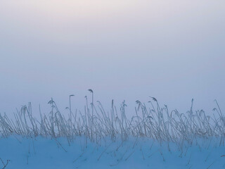 Frozen grass in the snow field