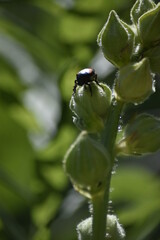 bug on a flower buds 