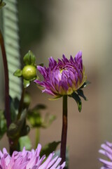 Blooming dahlia 