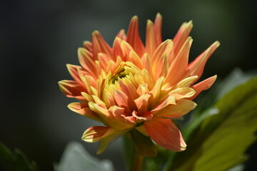 orange dahlia flower