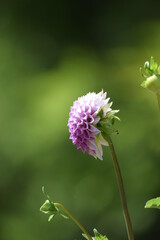 Isolated dahlia