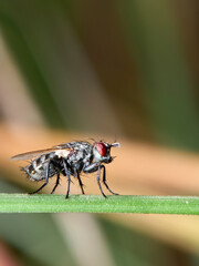fly on leaf