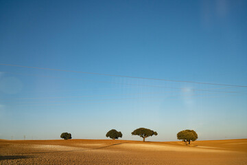 Trees in Golden Fields