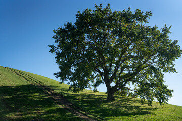 Tree in Field