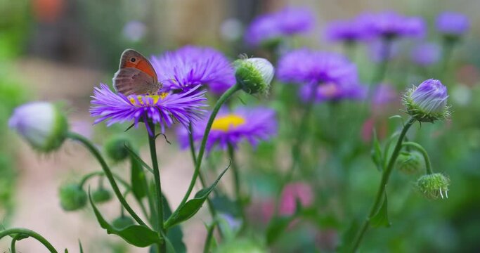 Lady Butterfly on purple flower of summer asters in the garden. Perennial asters in the autumn garden 