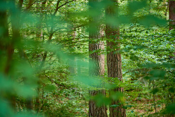 Fototapeta na wymiar Leafy and scenic landscape with fresh green deciduous trees in a remote nature environment. View of a saturated coniferous forest with vibrant leaves in spring. Closeup of an abundant lush forest
