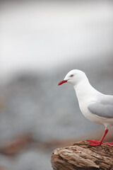 Closeup of a cute seagull standing on a rock or natural wall at the beach in its natural habitat or environment. An adorable white bird or animal at the sea on a sunny summer day with copy space