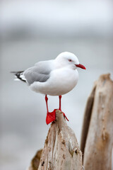 A cute seagull standing outdoors at the beach in its habitat or environment on a summer day. One adorable bright white and grey bird in nature at the ocean on a tree trunk or wood in the afternoon