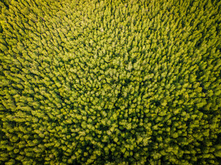 Above view from drone of mangrove forest, Phangnga province, Thailand.