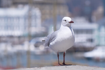 Closeup of a seagull isolated against a bokeh background with copy space. Full length of a white bird standing alone by a coastal city dock. Birdwatching migratory avian wildlife in search for food