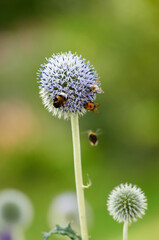 Blue Globe Thistle plant being pollinated by bumble bees in summer against a nature background. Spring wildflower flourishing and blooming on a field or meadow. Echinops in a green park with insects