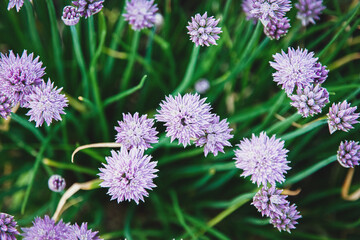 Purple Chives flowers, Allium schoenoprasum in the garden, top view