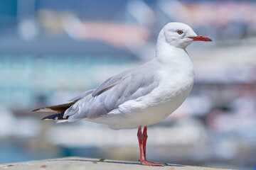 A red billed gull standing on a city dock against a blurred background with copy space. Closeup birdwatching of a white, grey seagull bird with beautiful feather textures near a harbor