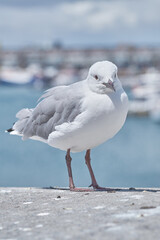 A seagull standing on concrete at the beach in its habitat and environment with a city background. Portrait of a white bird or animal at the sea on a sunny summer day or afternoon