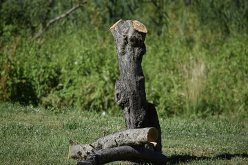 stump in the forest