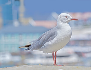 Obraz premium One seagull sitting on an old sea pier by the harbor. The European herring gull on the beach railing. A single bird looking for food by the seaside. Closeup of wildlife on the coastline
