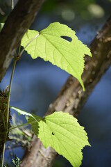 leaves on a tree