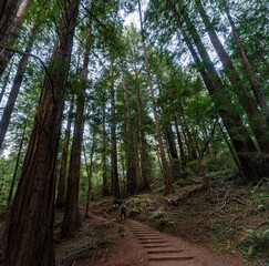 Muir Woods