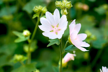 White angel or wrightia antidysenterica flowers growing in a green backyard or garden against a nature background. Beautiful flowering plants flourishing, blossoming and blooming during spring
