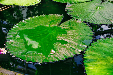 Wasser auf einem Lotusblatt Lotuseffekt  © Oleg