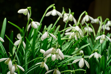 Closeup of a bush of white snowdrop flower isolated against a black copy space background in nature. Galanthus nivalis growing in the dark, blossoming and flowering in a meadow or garden in spring