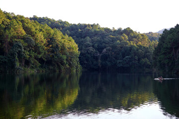 Lake in pine forest