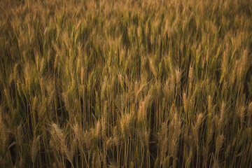 golden wheat field in summer