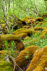 Forest trees and rocks covered in yellow moss in a remote environment in nature. Macro view of textured algae spreading, covering boulders in a quiet, remote environment with lush plants and shrubs