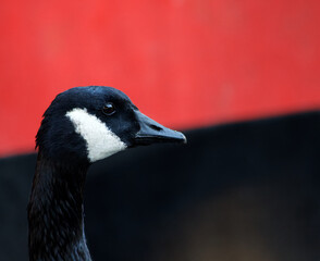 Canada Goose