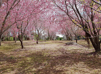 Obraz premium tree in bloom