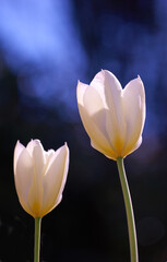 Closeup of white Tulips against a black studio background with copy space. Zoom in on seasonal organic flowers growing and blossoming. Details, texture, and natural pattern of a soft flowerhead