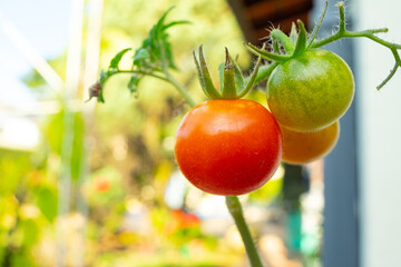 tomate fresco maduro