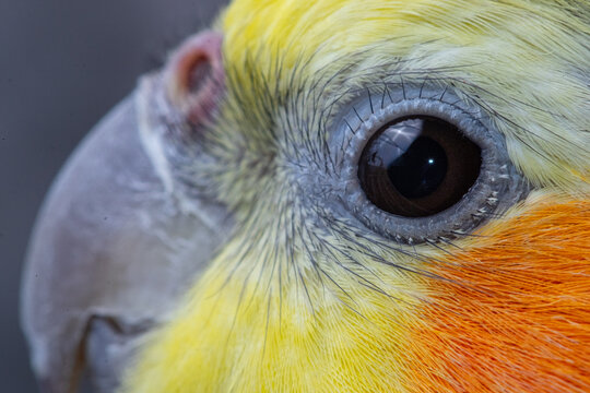 Detalhe dos olhos de um pássaro calopsita