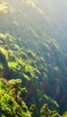 Landscape view of lush, green and remote coniferous forest in environmental nature conservation. Pine, fir or cedar trees growing in quiet mystical mountain woods in La Palma, Canary Islands, Spain