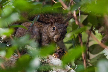 Sciurus aestuans on a branch eating