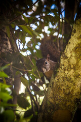 Fototapeta premium squirrel looking at the camera