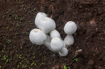 white mushrooms growing
