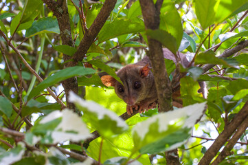 a small marsupial on a branch looking