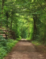 Wall murals Road in forest Scenic pathway surrounded by lush green trees and greenery in nature in a Danish forest in springtime. Secluded and remote park for adventure, hiking and fun. Empty footpath in a woods during summer